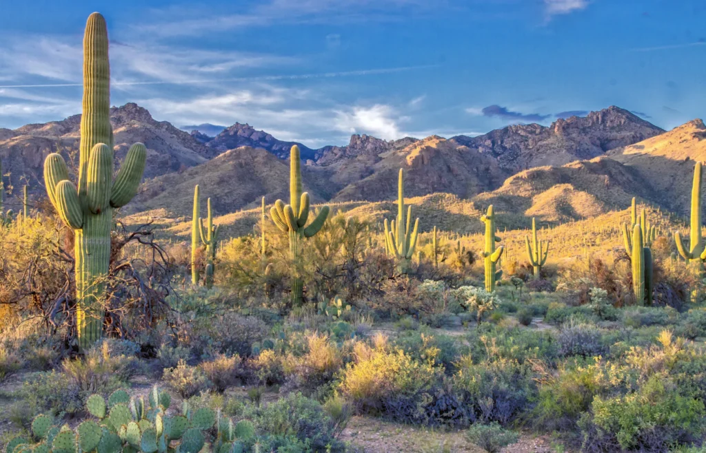 Arizona desert landscape with green plants