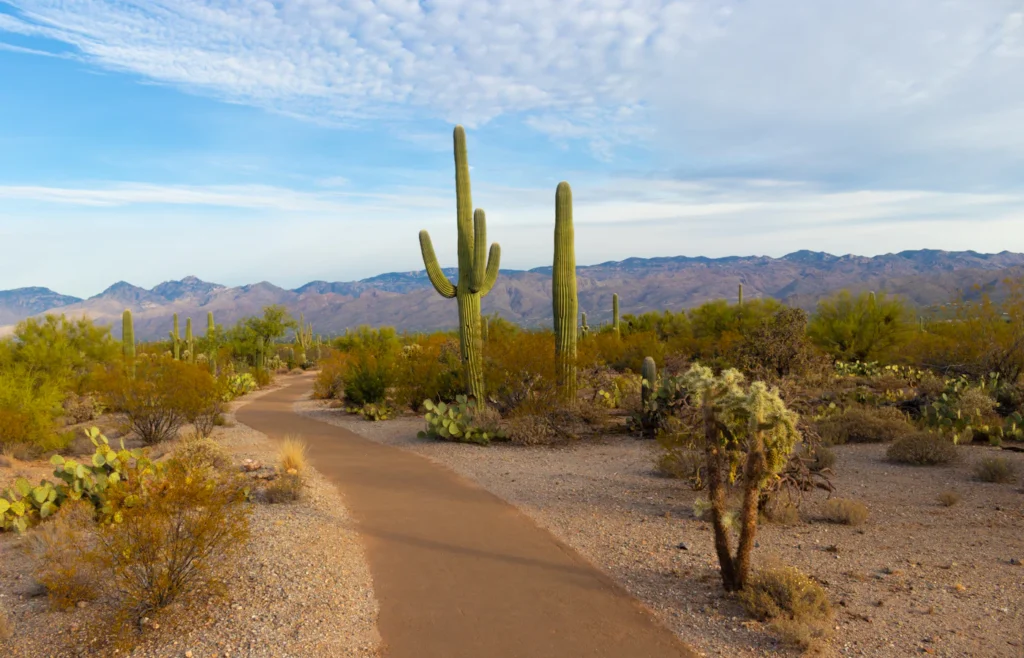 Paved path through the Sonoran Desert near Tucson, Arizona